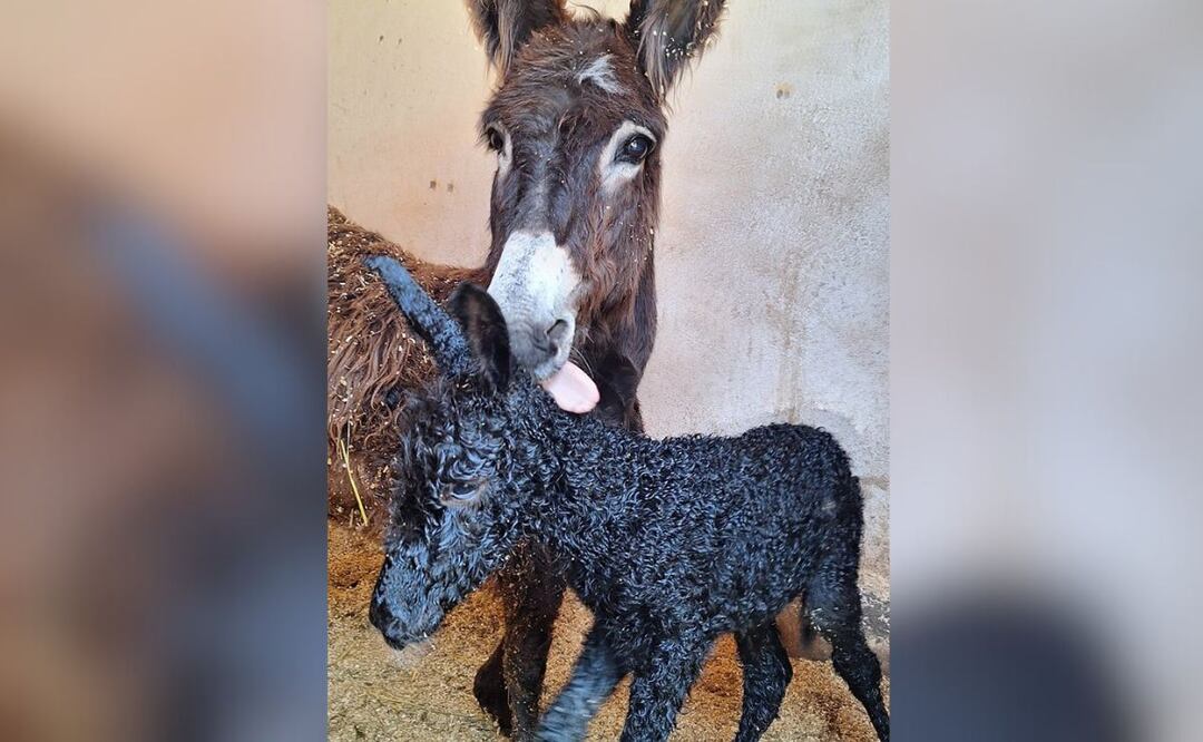 Lucha presenta su bebé en sociedad | Foto: Facebook Cuacolandia