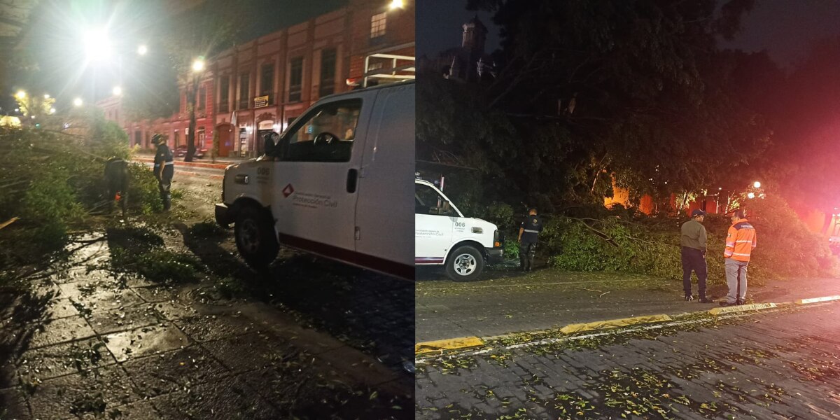 Caen 8 árboles y un espectacular por los fuertes vientos en Puebla; hay afectaciones