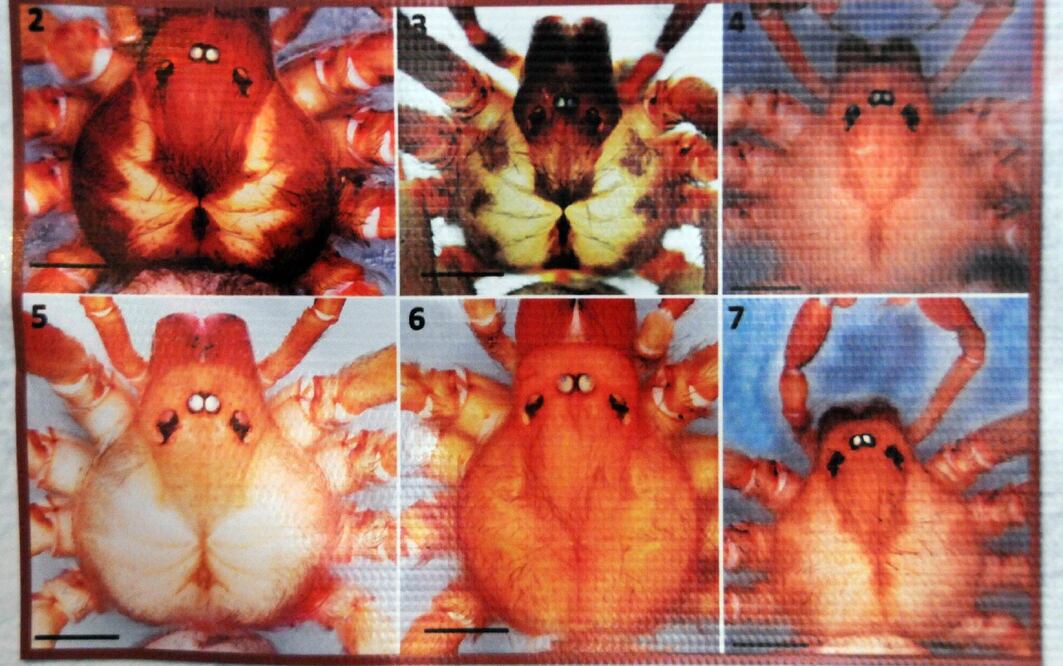 En su cefalotórax puede apreciarse una figura que asemeja un violín. Foto: UNAM