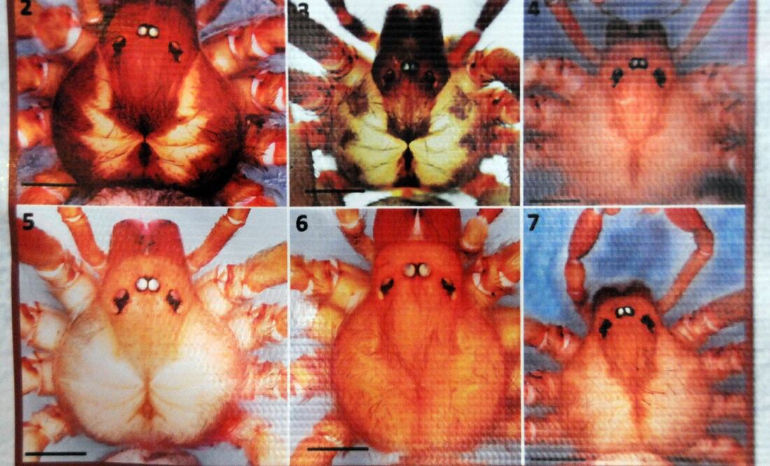 En su cefalotórax puede apreciarse una figura que asemeja un violín. Foto: UNAM