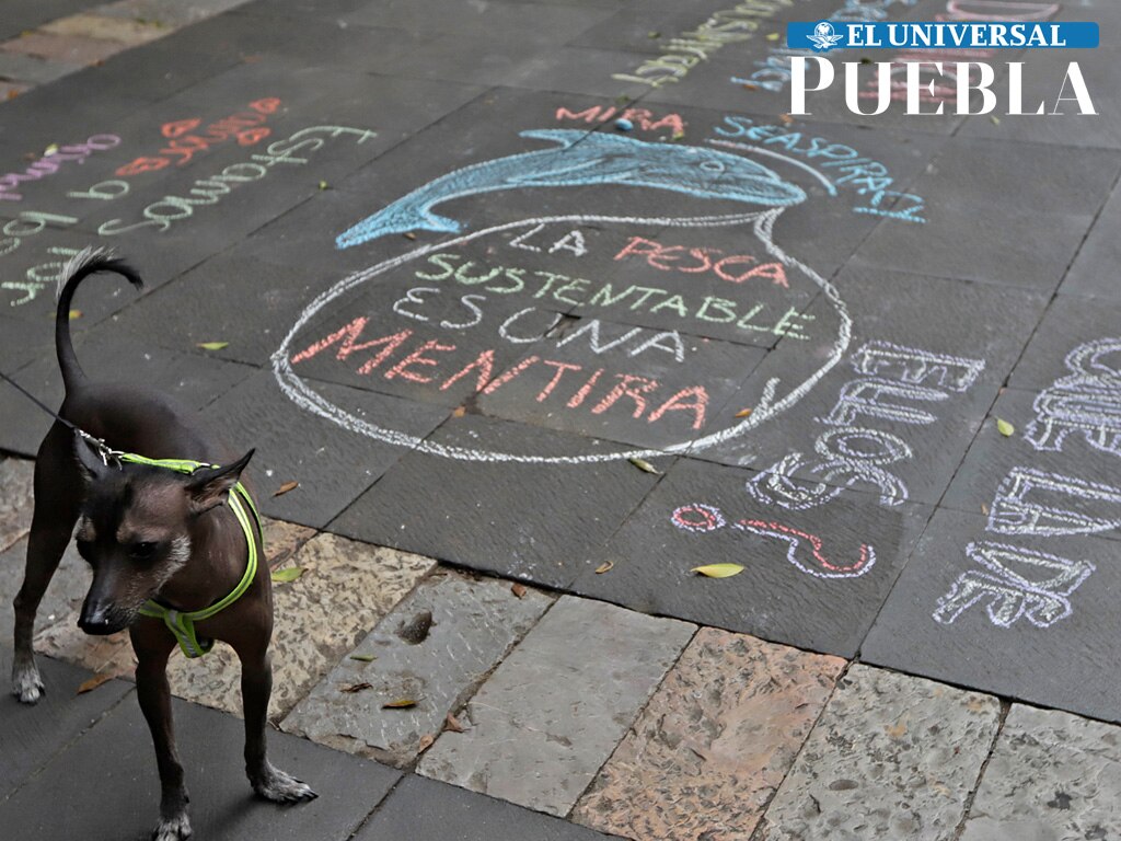 MANIFESTACIÓN VS EL MALTRATO ANIMAL