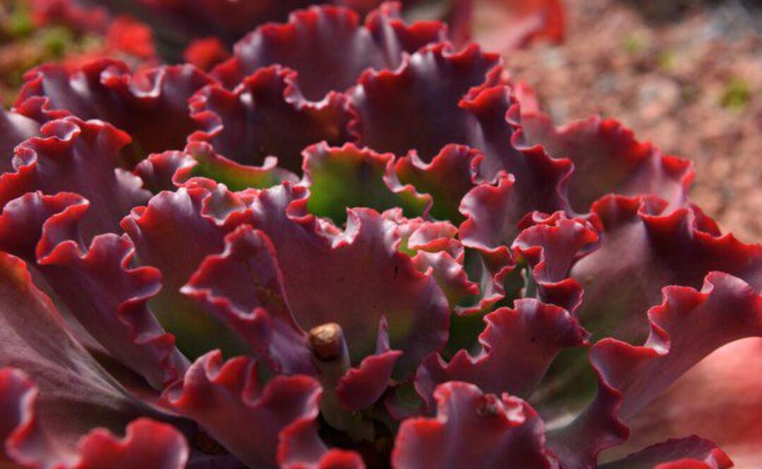 Descubre la majestuosidad y simbolismo del Kalanchoe thyrsiflora. Fuente: Freepik.