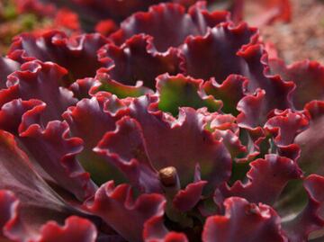 Esta es la suculenta que debes tener en casa como amuleto para la fortuna