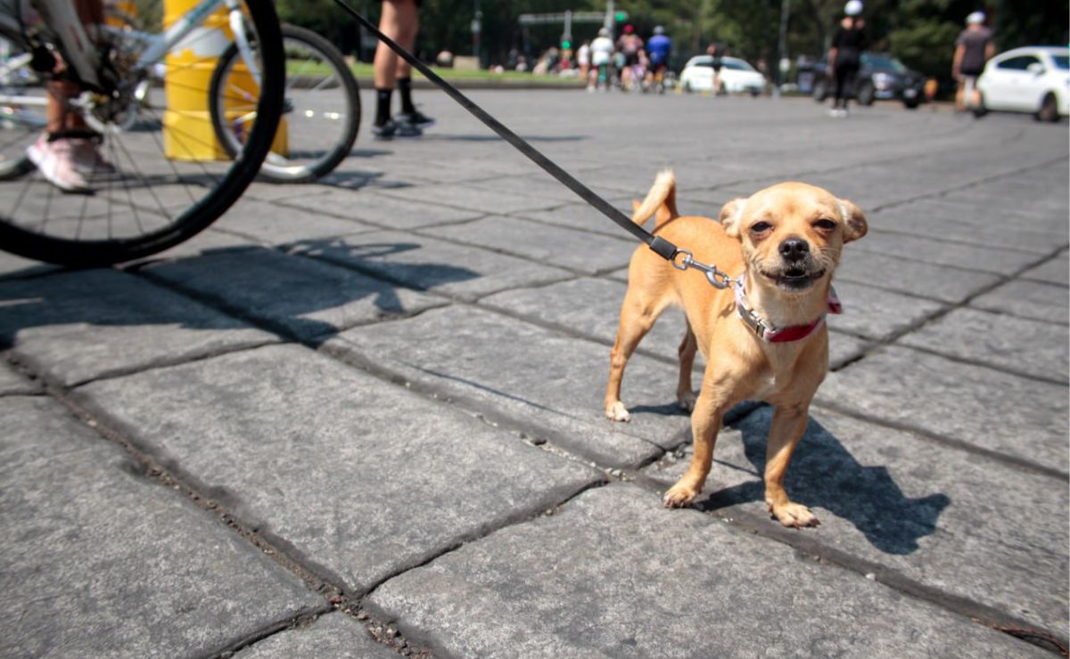 Lánzate con tu mascota a esta carrera perruna en Puebla, checa los requisitos