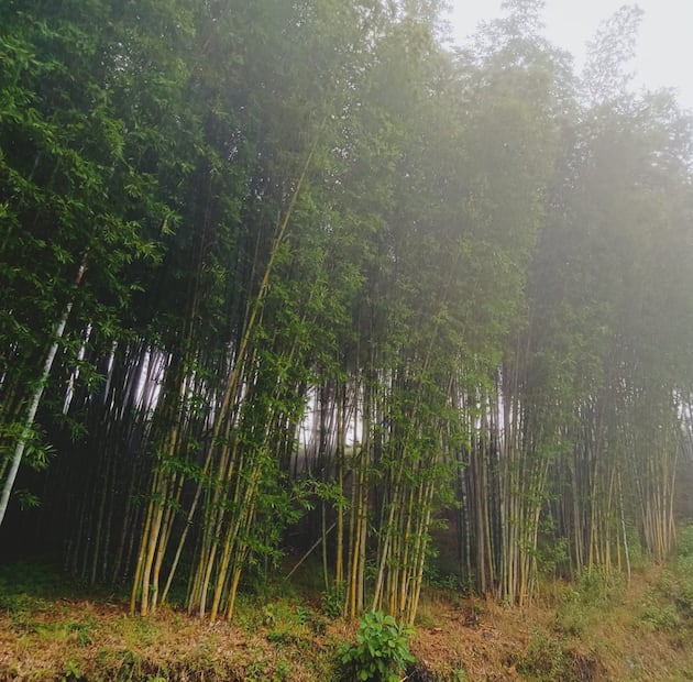 Foto: Facebook El Bambusal