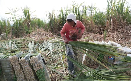 Exige Profepa a empresa cañera de Coxcatlán cuidar impacto ambiental