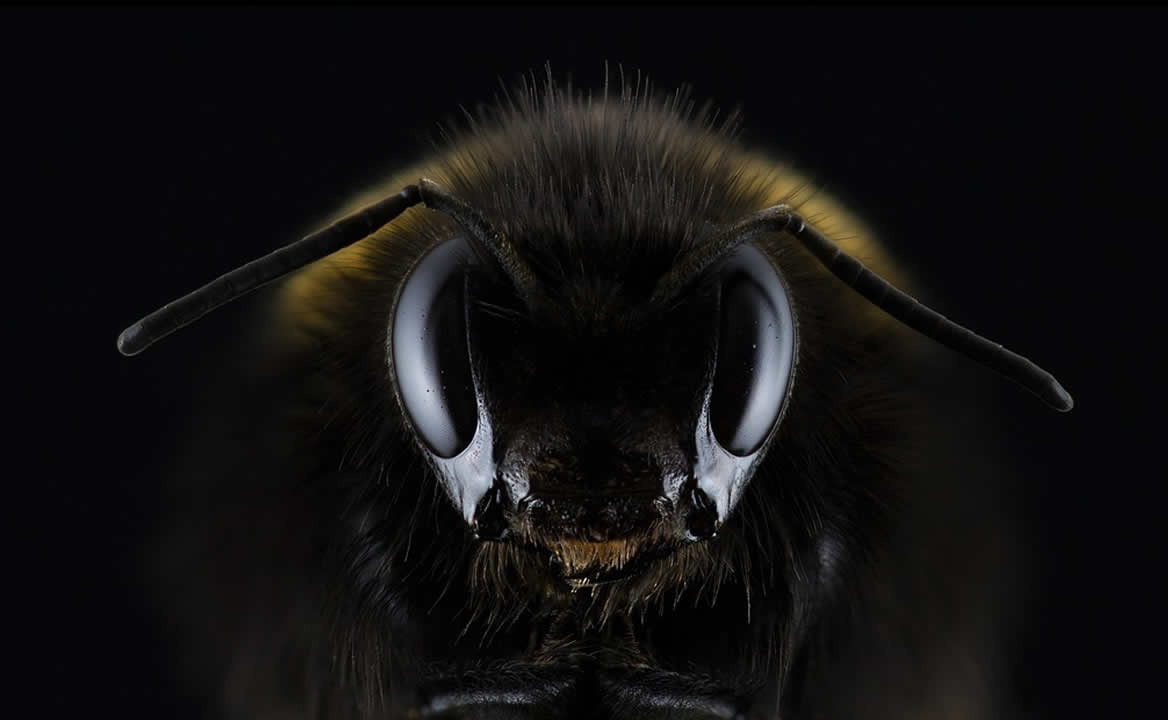 Abejas sin aguijón. La especie precolombina que produce la miel curativa de Cuetzalan