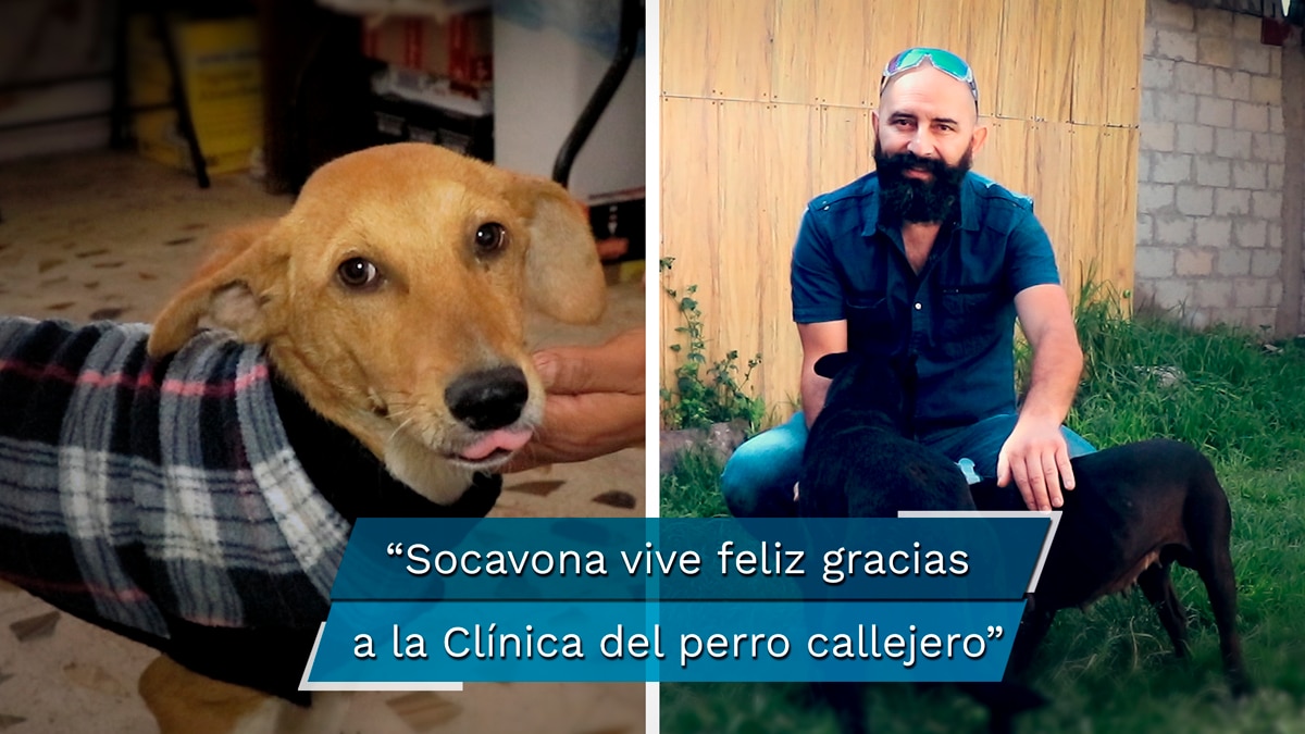 Clínica del Perro Callejero le dio una nueva oportunidad a Socavona