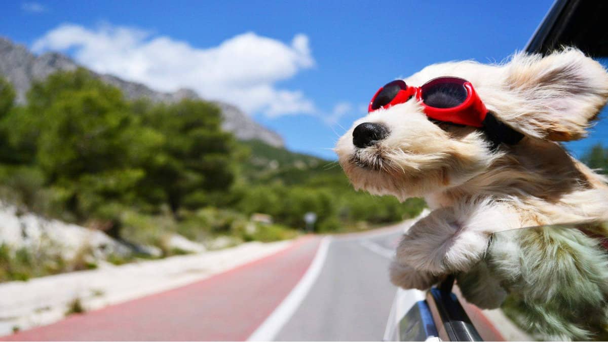 Antes de emprender el viaje, unas semanas antes de que comiences a afinar los detalles de tus vacaciones, es importante llevar a tu perro a una revisión veterinaria.

Foto: Producción El Universal Puebla
