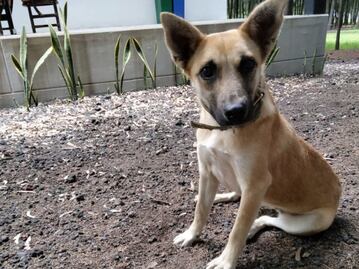 Nadie adopta a Spike, la perrita del socavón