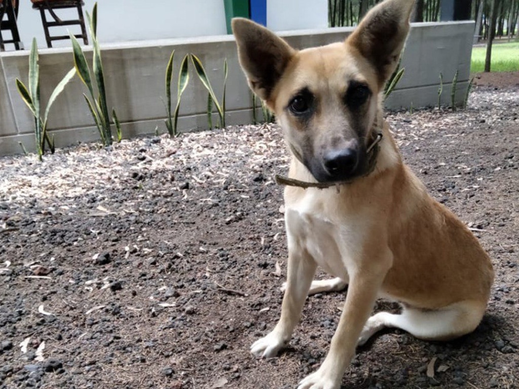 IMAGEN: Gobierno del estado