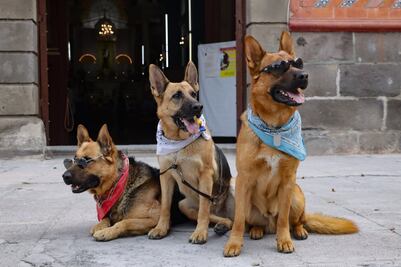 Aprende sobre tenencia responsable de mascotas con estos cursos gratuitos