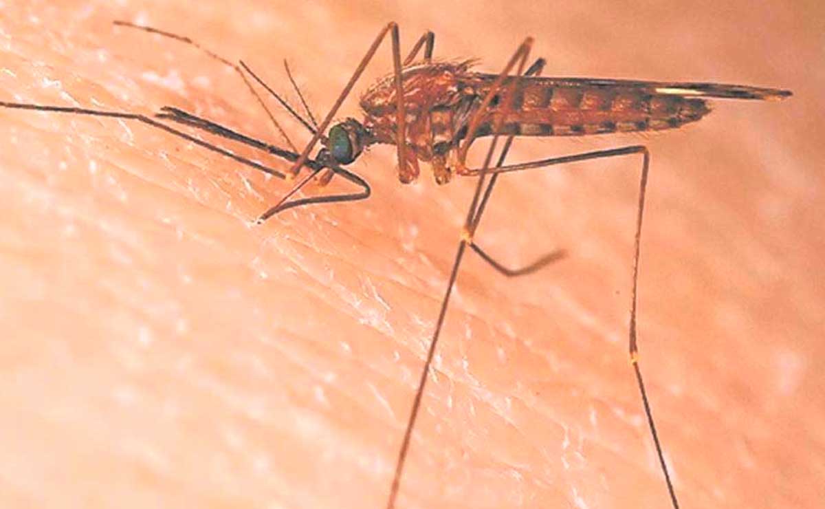 El dengue es una enfermedad viral transmitida por mosquitos que representa un importante desafío de salud pública en muchas regiones tropicales y subtropicales del mundo.

Foto: Producción El Universal Puebla 