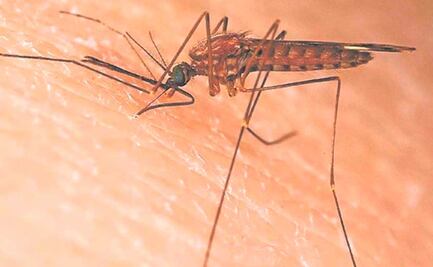 Dengue en Puebla: Concentran Mixteca y Valle de Atlixco la mayoría de los casos