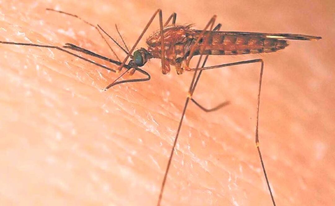 Foto: Agencia Es Imagen para El Universal Puebla