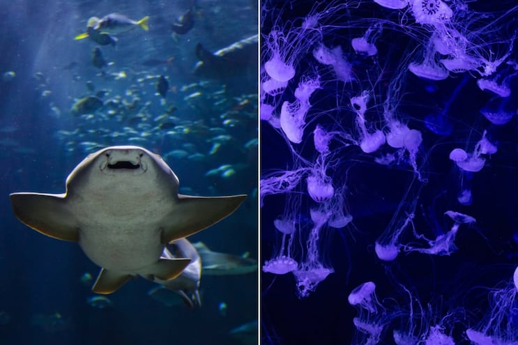 ¿Cuánto costará la entrada al Acuario Michin Puebla este verano 2026?