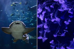 ¿Cuánto costará la entrada al Acuario Michin Puebla este verano 2026?