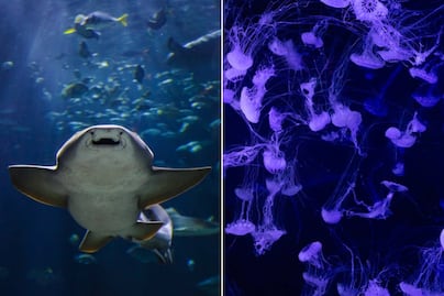 ¿Cuánto costará la entrada al Acuario Michin Puebla este verano 2026?