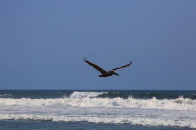 ¿Puedo ir a la playa desde CAPU Sur?