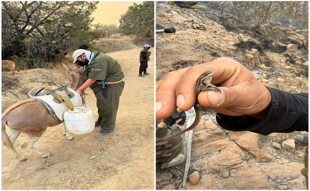 Fauna silvestre y animales domésticos afectados por el siniestro han sido atendidos | Foto: Gobierno de Tlaxcala