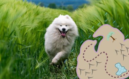 Recorre paisajes espectaculares en Puebla acompañado de tu perrito