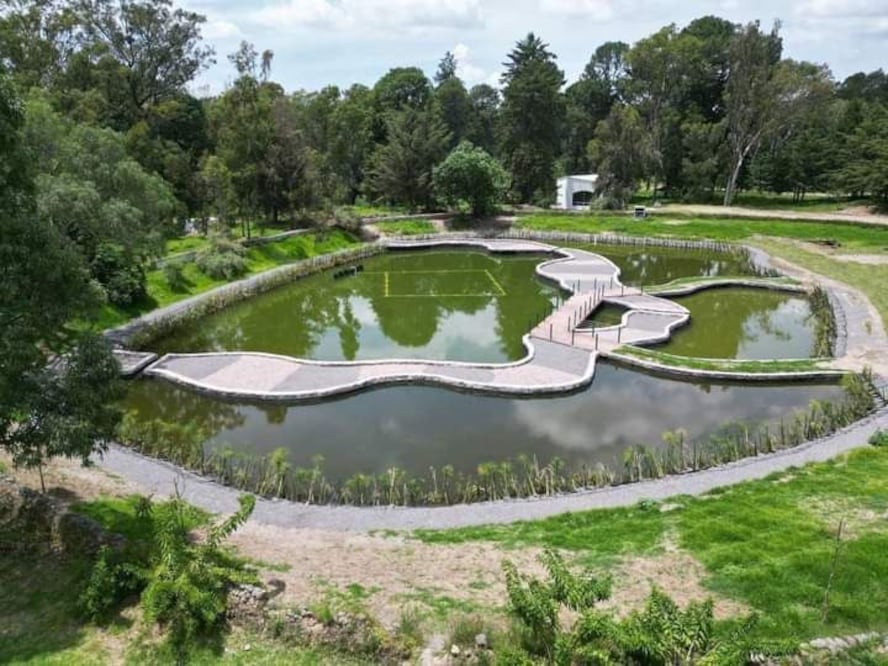 El Bosque del Ajolote es un parque de conservación de esta especie | Foto: Ayuntamiento de Puebla