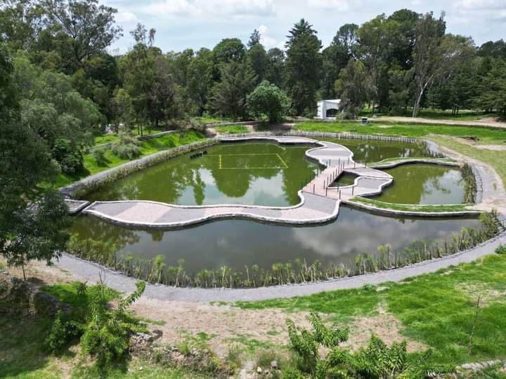El Bosque del Ajolote es un parque de conservación de esta especie | Foto: Ayuntamiento de Puebla