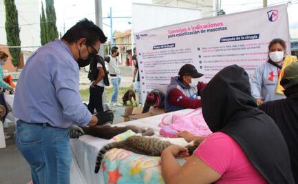 Día del gato: cáncer de mama es mortal en michis, se previene con esterilización