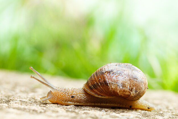 Los sorprendentes beneficios de la baba de caracol para la piel. Fuente: Freepik.