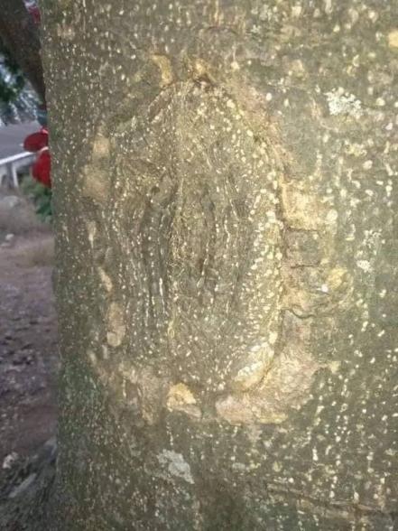 Se aparece la Virgen de Guadalupe en un árbol, señalan pobladores de  Zautla