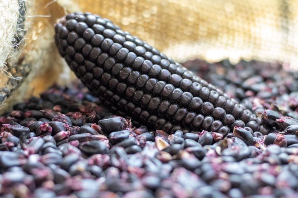 En Puebla hay un municipio donde se reportó el origen del maíz | Agencia Es Imagen para El Universal Puebla