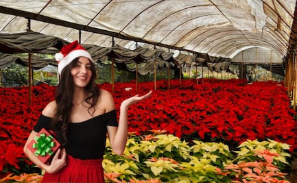 Flor de Nochebuena en Atlixco: dónde comprar las mejores y más baratas 