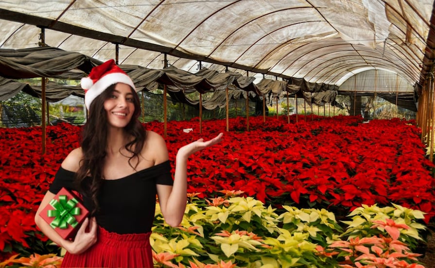 Flor de Nochebuena en Atlixco: dónde comprar las mejores y más baratas 