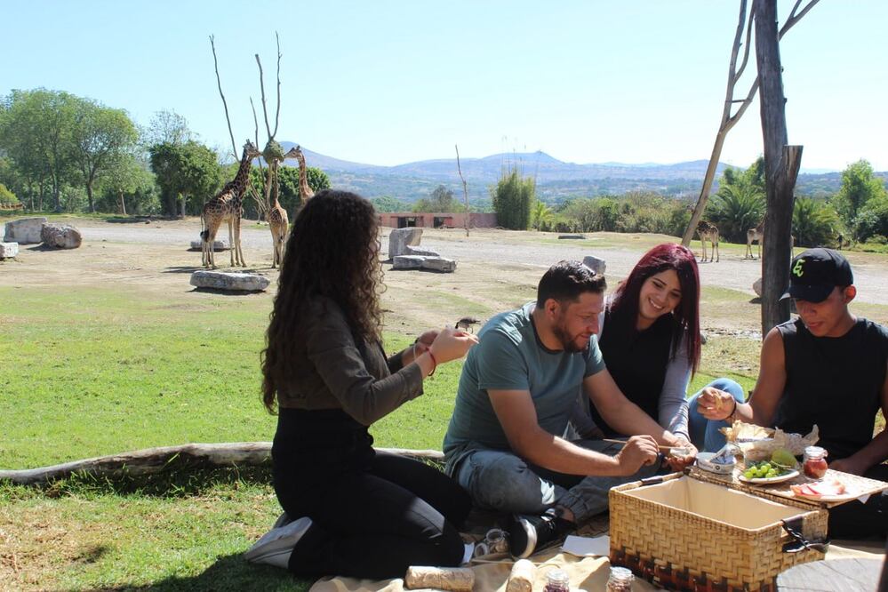 En Africam Safari puedes tener un pícnic con las jirafas incluido Benito | Foto: Africam Safari
