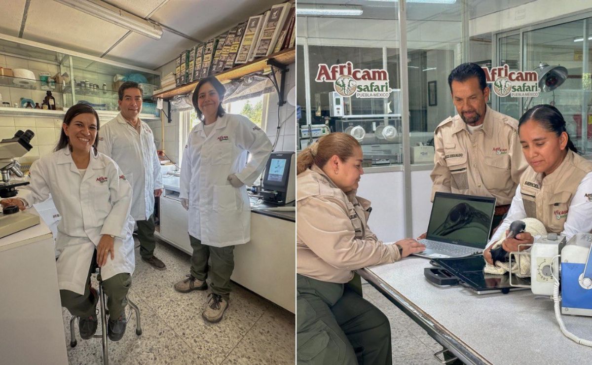 Realiza tu práctica profesional en Africam Safari, estos son los requisitos