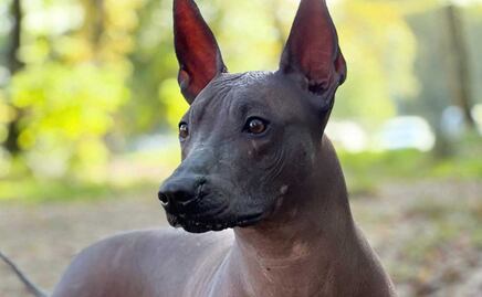 Leyenda del Xoloitzcuintle: El perro guardián que guía a los espíritus