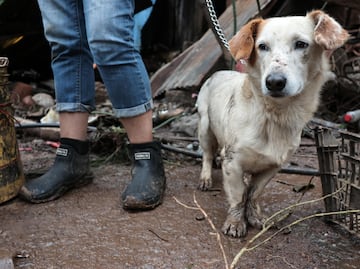 Conoce la historia de Popeye, el único perro que sobrevivió al deslave en Huauchinango