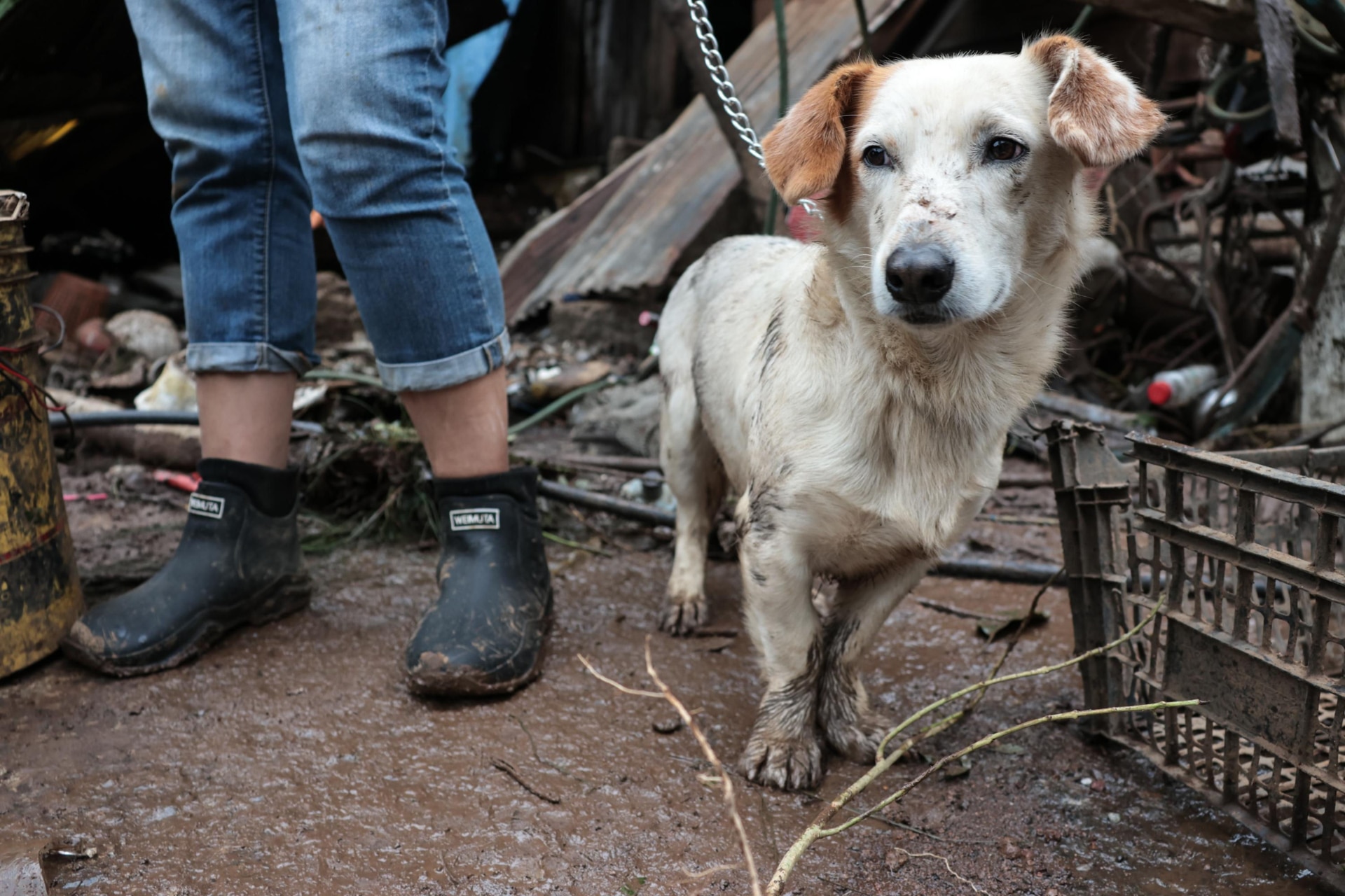 Conoce la historia de Popeye, el único perro que sobrevivió al deslave en Huauchinango