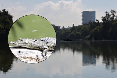 ¿Qué pasó con el cocodrilo de la Laguna de San Baltazar tras la inundación?