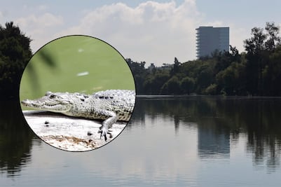 ¿Qué pasó con el cocodrilo de la Laguna de San Baltazar tras la inundación?