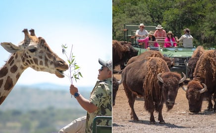 ¿Qué incluye la entrada general a Africam Safari?