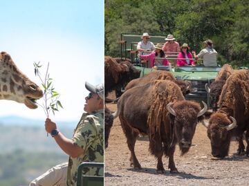 ¿Qué incluye la entrada general a Africam Safari?