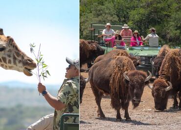 ¿Qué incluye la entrada general a Africam Safari?