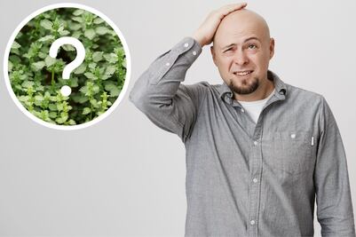 Descubre la planta poco conocida que ayuda a que tu cabello crezca