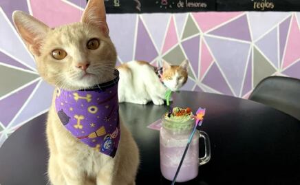 Cafetería en Puebla tiene gatitos para acariciar y adoptar 