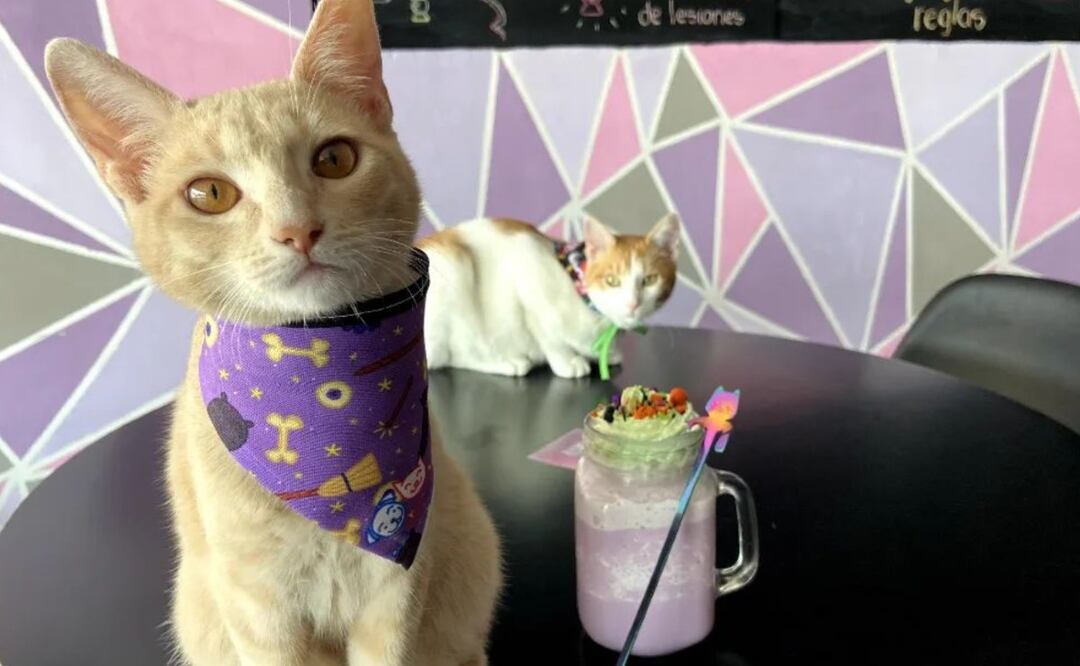 Puedes tomar café y acariciar un felino, ser toda una Karen | Foto: Instagram meow.cafebistro