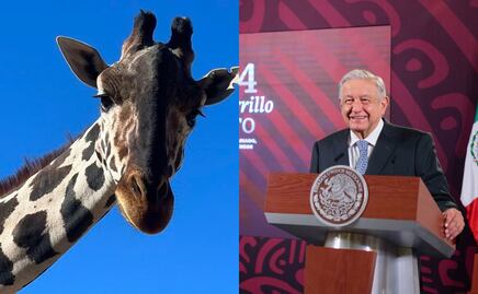 AMLO intervendrá para trasladar a la jirafa Benito a Puebla