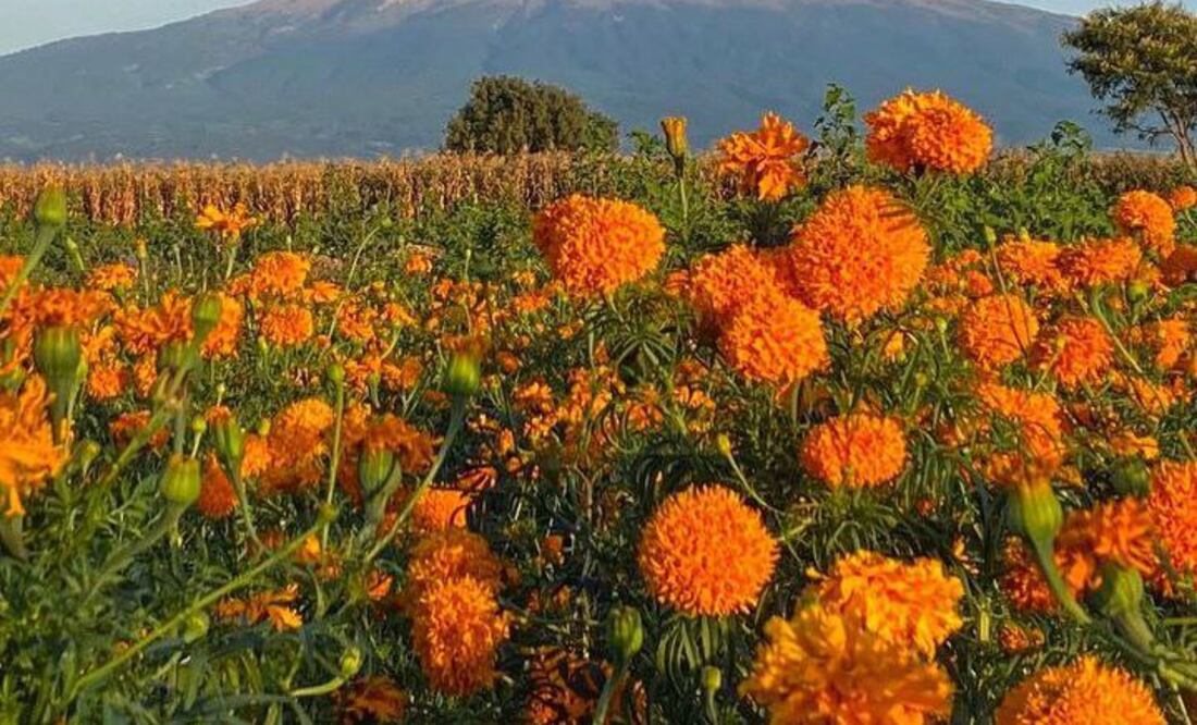 Apoya a los productores poblanos de flor de cempasúchil | Instagram viajefest