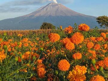 Flor de cempasúchil de Puebla pelea con la china ¿cómo reconocerla?