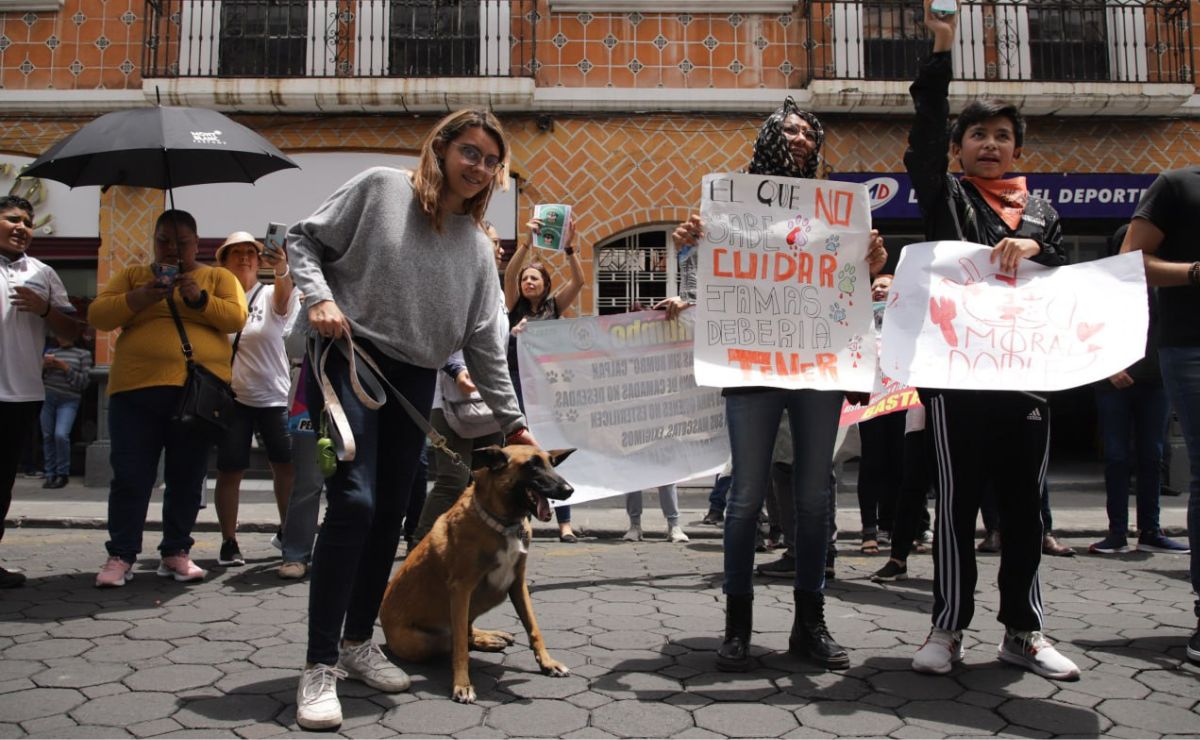 Manifestación en Puebla contra maltrato animal; exigen justicia por perritos atropellados